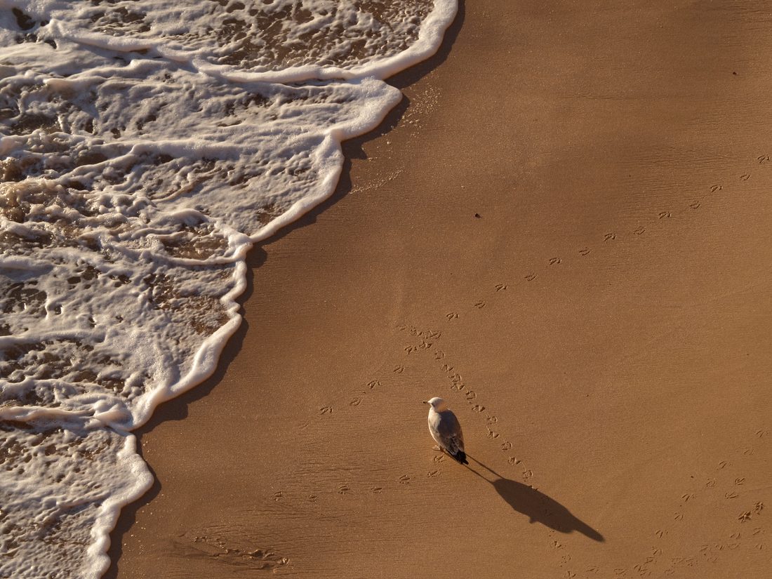 Une mouette seule sur le sable mouillé, ses traces de pas et l'écume d'une vague qui se retire